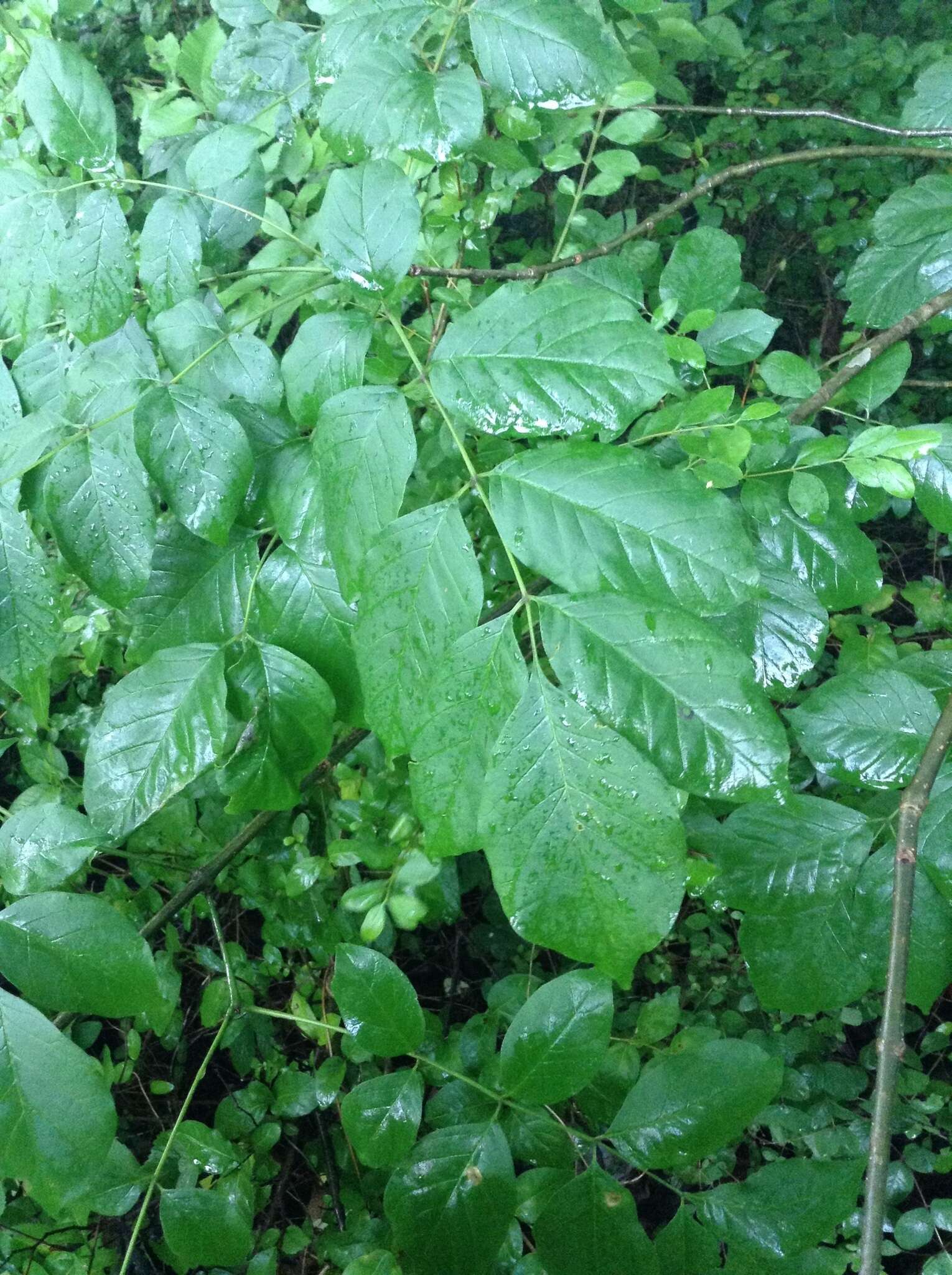 Image of American Ash