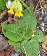 Image of Cowslip