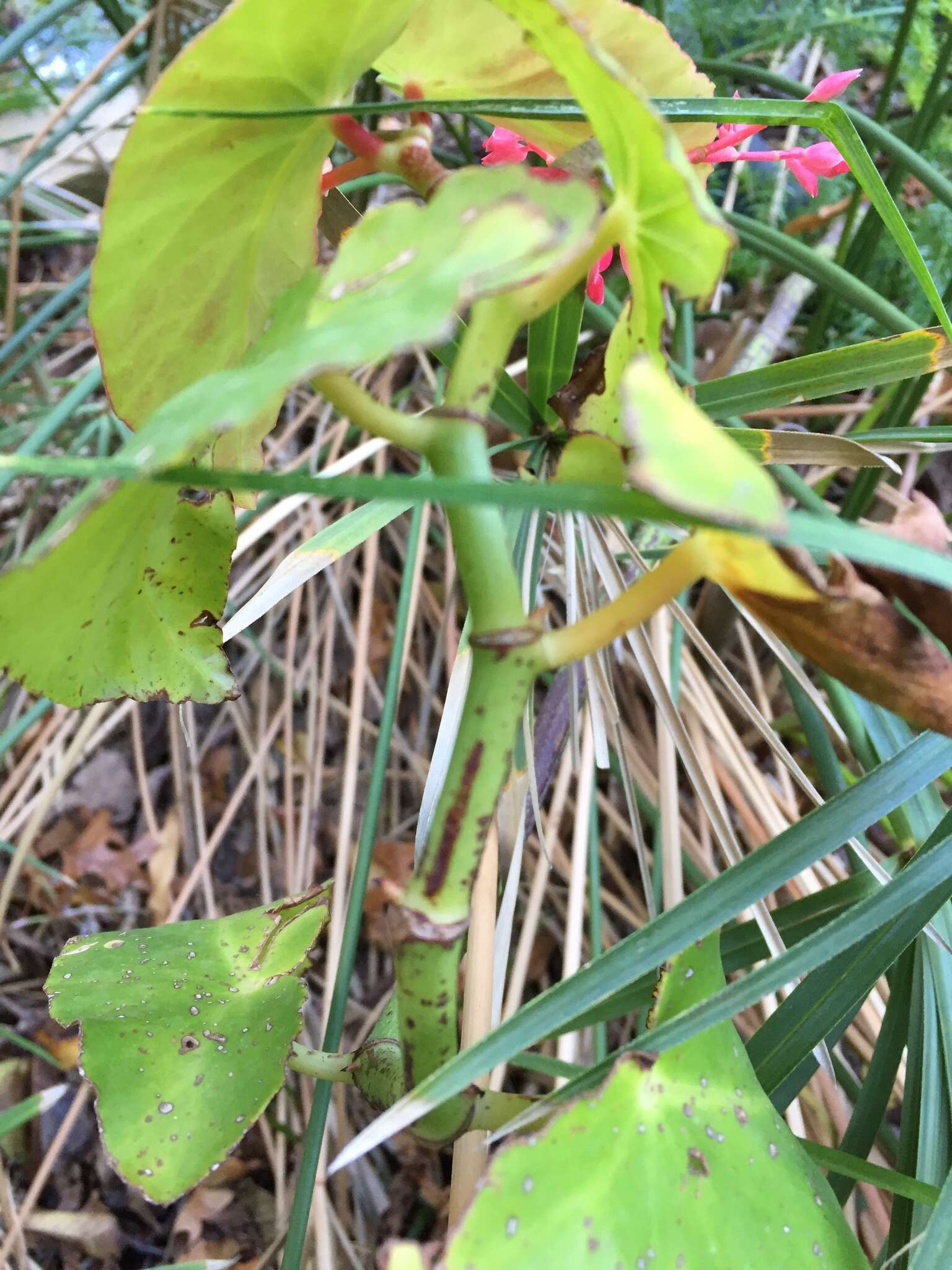 Image of scarlet begonia