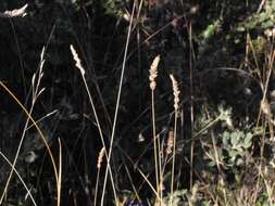 Image of Dactylis glomerata subsp. hispanica (Roth) Nyman