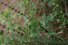 Image of Common African Flap-necked Chameleon