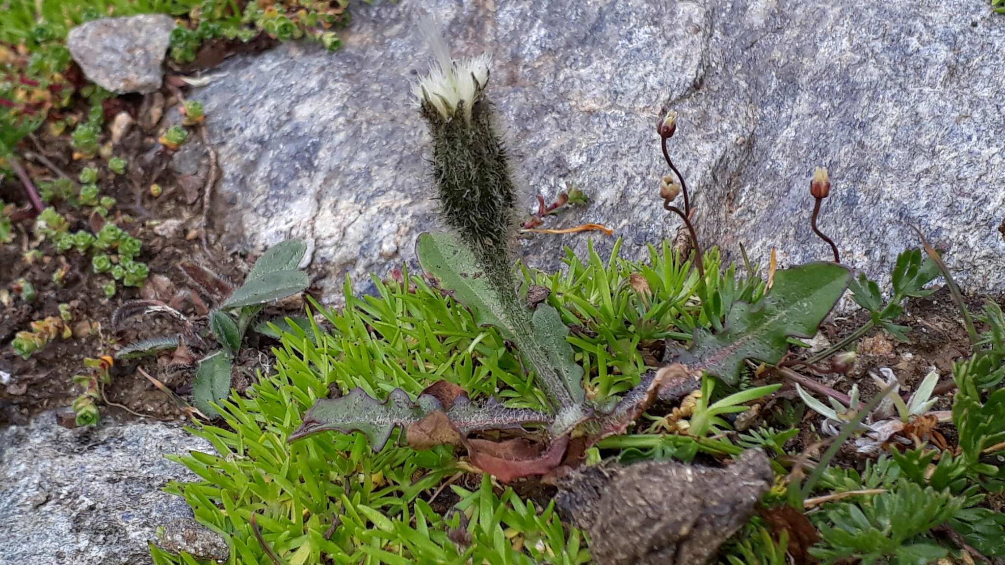 Image of Scorzoneroides montana (Lam.) J. Holub