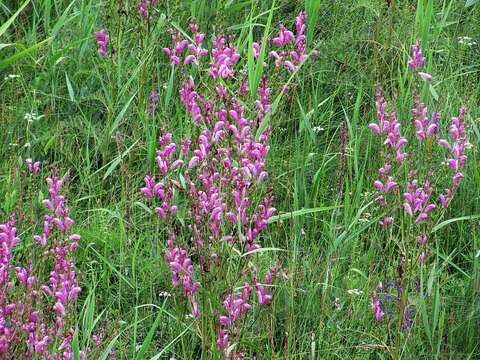 Image of Pedicularis grandiflora Fisch.