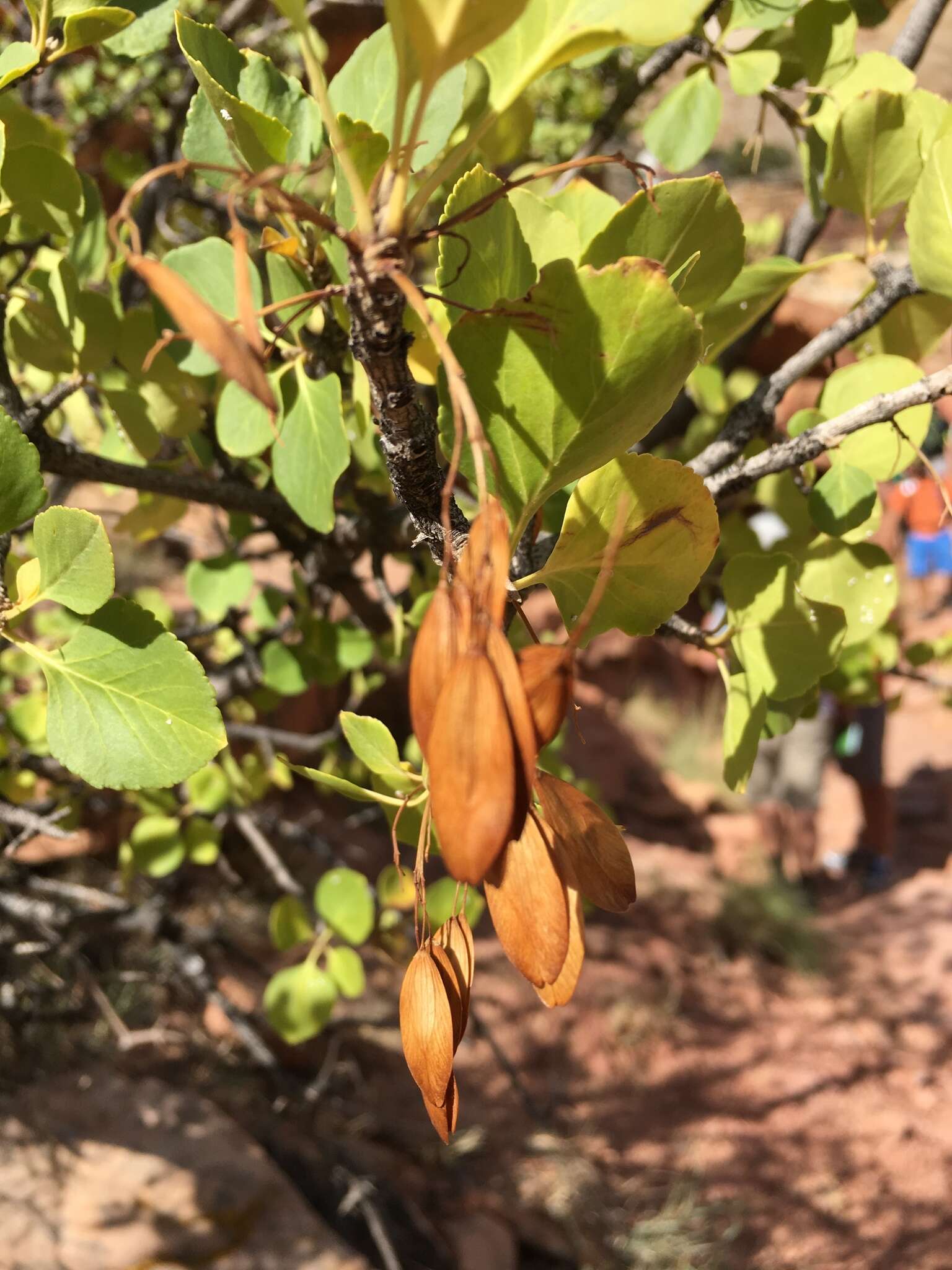 Image of single-leaf ash