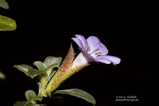 Plancia ëd Barleria crassa C. B. Cl.