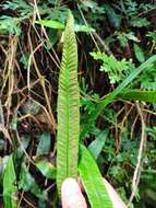 Image of Deparia lancea (Thunb. ex Murray) Fraser-Jenkins