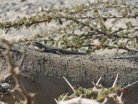 Image of Middle Eastern Rock Geko.