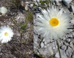 Image of Edmondia sesamoides (L.) O. M. Hilliard