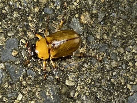 Image of Southern Masked Chafer