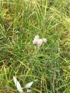 Plancia ëd Antennaria pulcherrima (Hook.) Greene