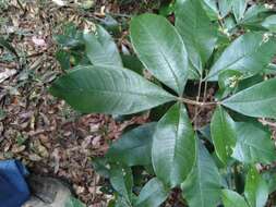 Image of Acronychia pubescens (Bailey) C. White