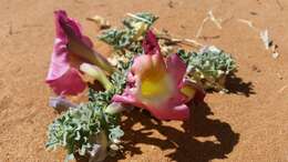 Image of devil's claw