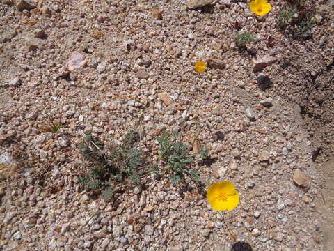 Image of Eschscholzia androuxii Still