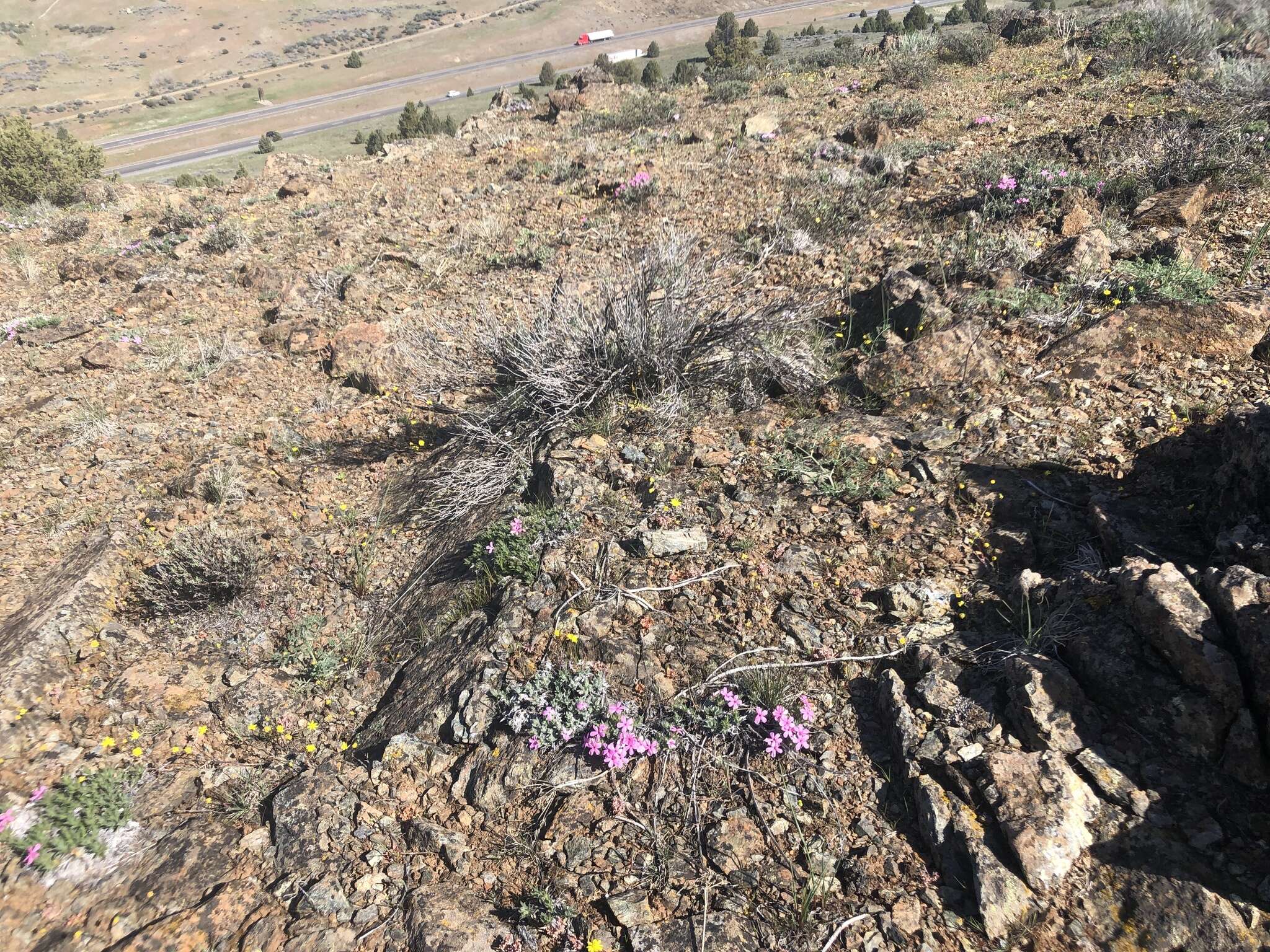 Image of Yreka phlox