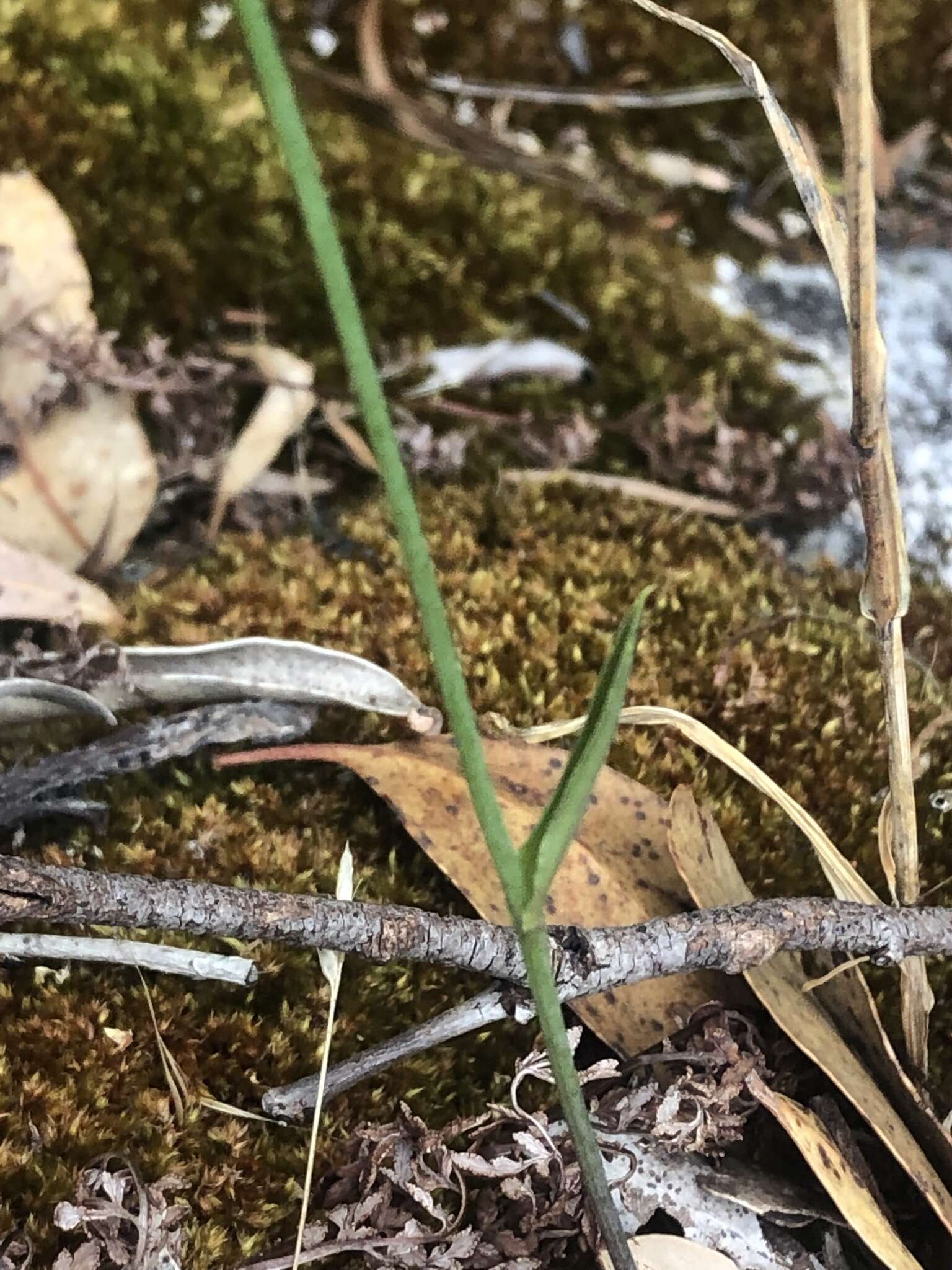 Eriochilus dilatatus Lindl.的圖片