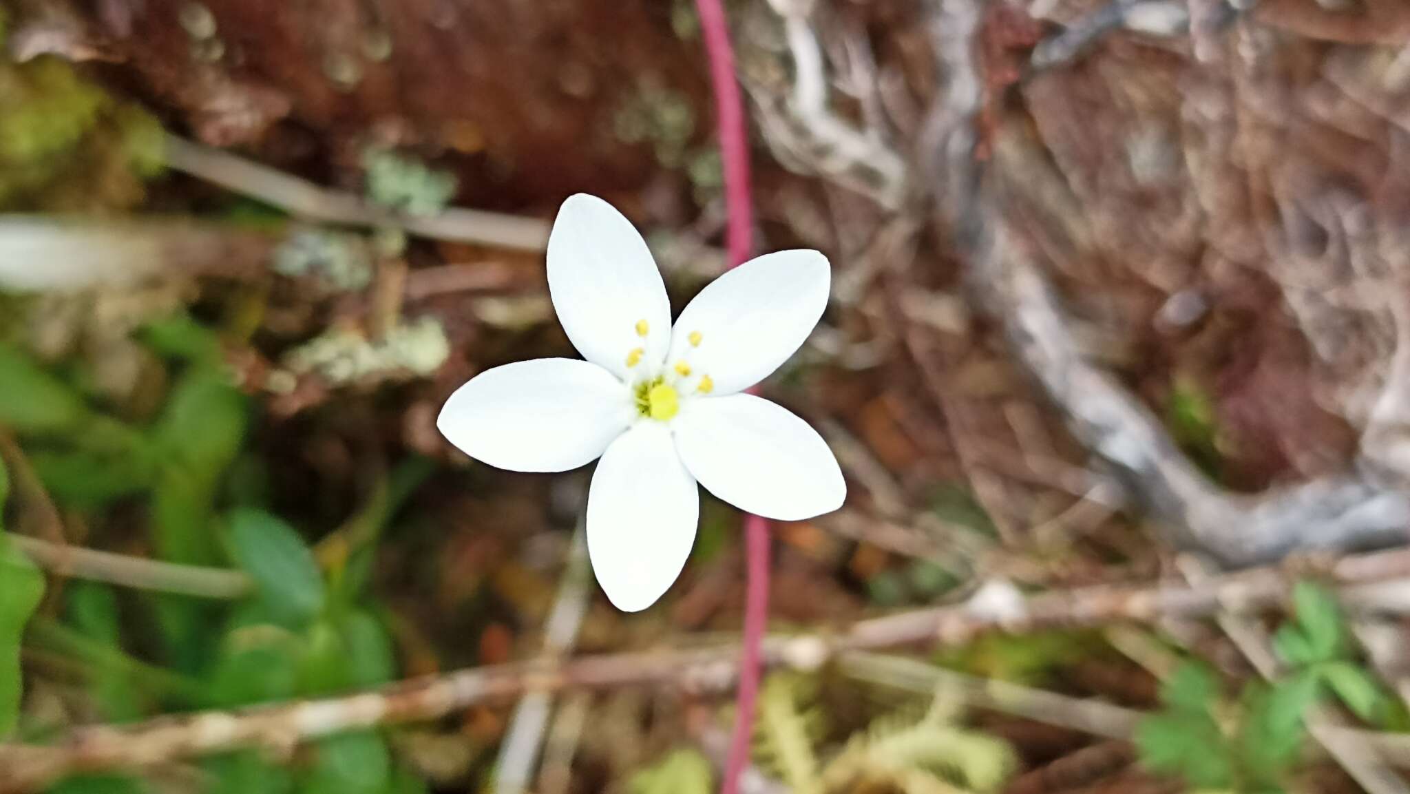 Image of Centaurium scilloides (L. fil.) Samp.