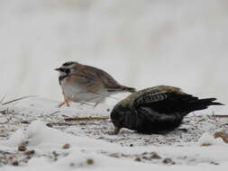 Image of Black Lark