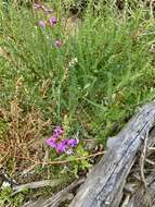 Plancia ëd Swainsona microphylla A. Gray