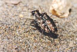 Image of Cylindera (Eugrapha) trisignata (Dejean 1822)