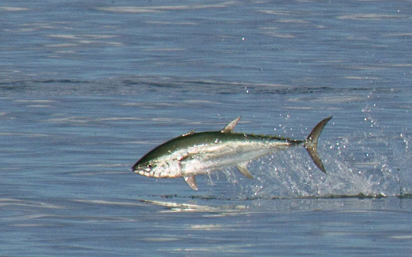 Image of Longtail Tuna