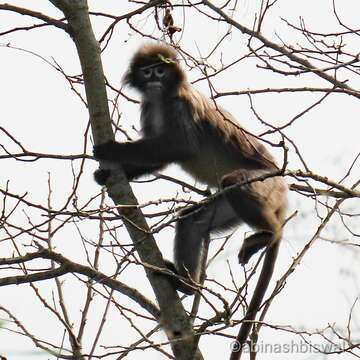 Image of Phayre's Langur