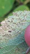 Image de Puccinia angelicae (Schumach.) Fuckel 1870