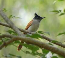 Image of Asian Paradise-Flycatcher