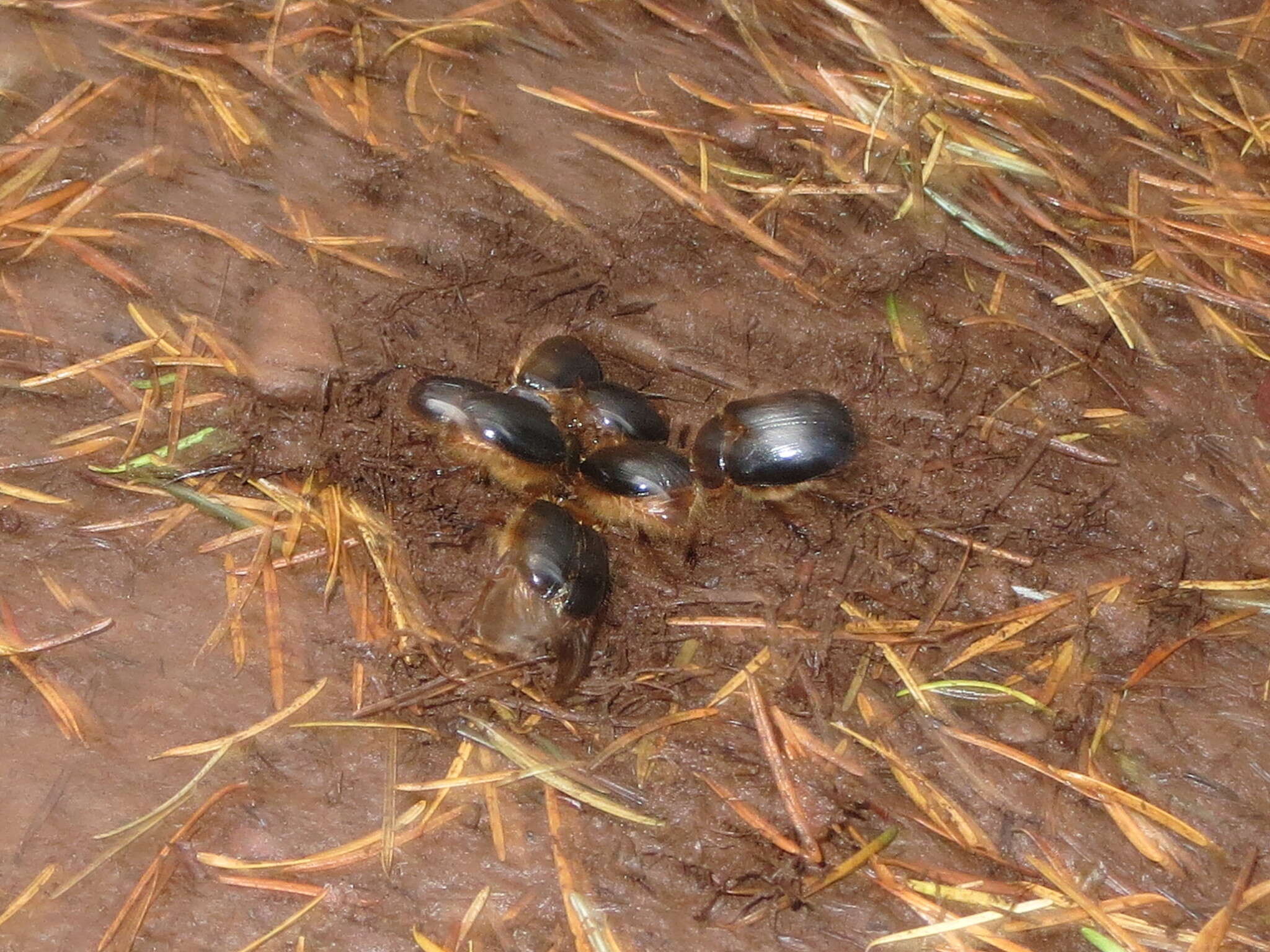 Sivun Pleocoma dubitabilis Davis 1935 kuva