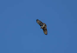 Image of Madagascan Buzzard