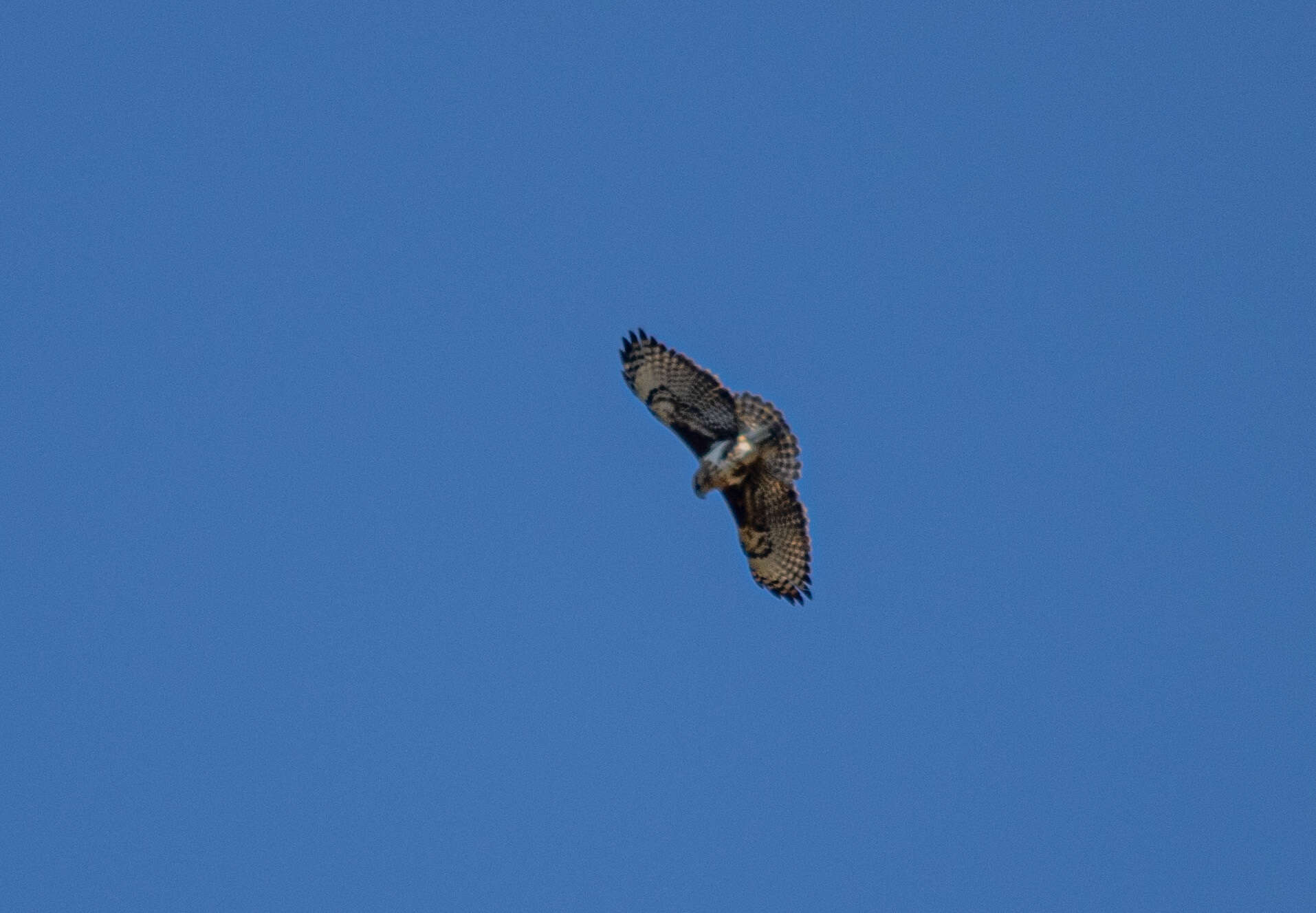 Image of Madagascan Buzzard