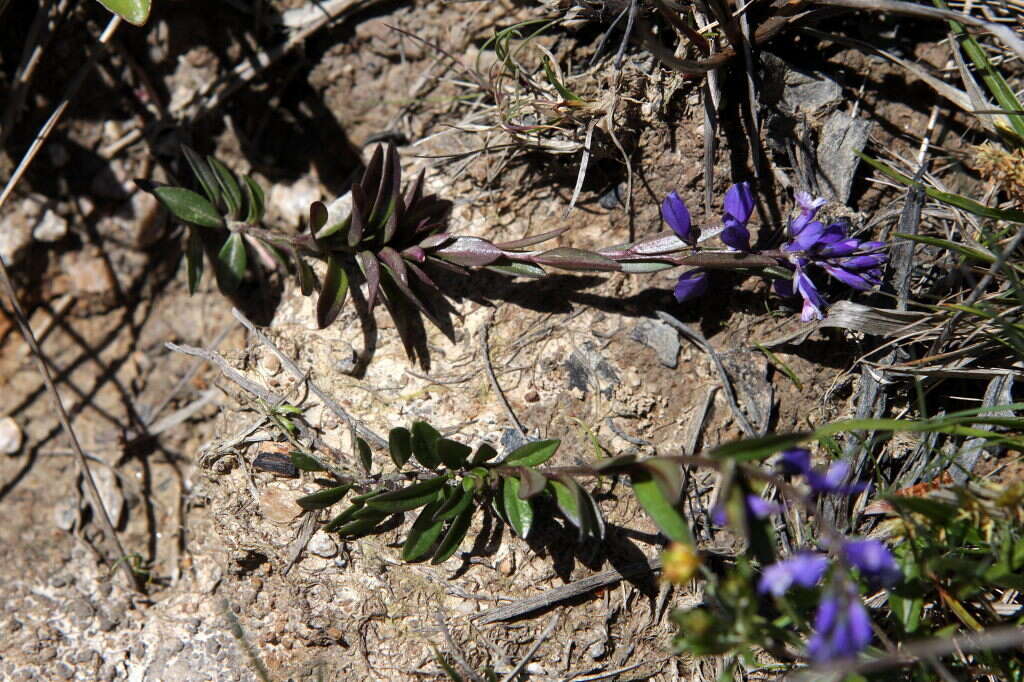 Image of Polygala serpyllifolia J. A. C. Hose