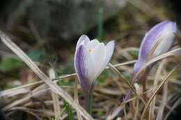 Image of Crocus weldenii Hoppe & Fürnr.