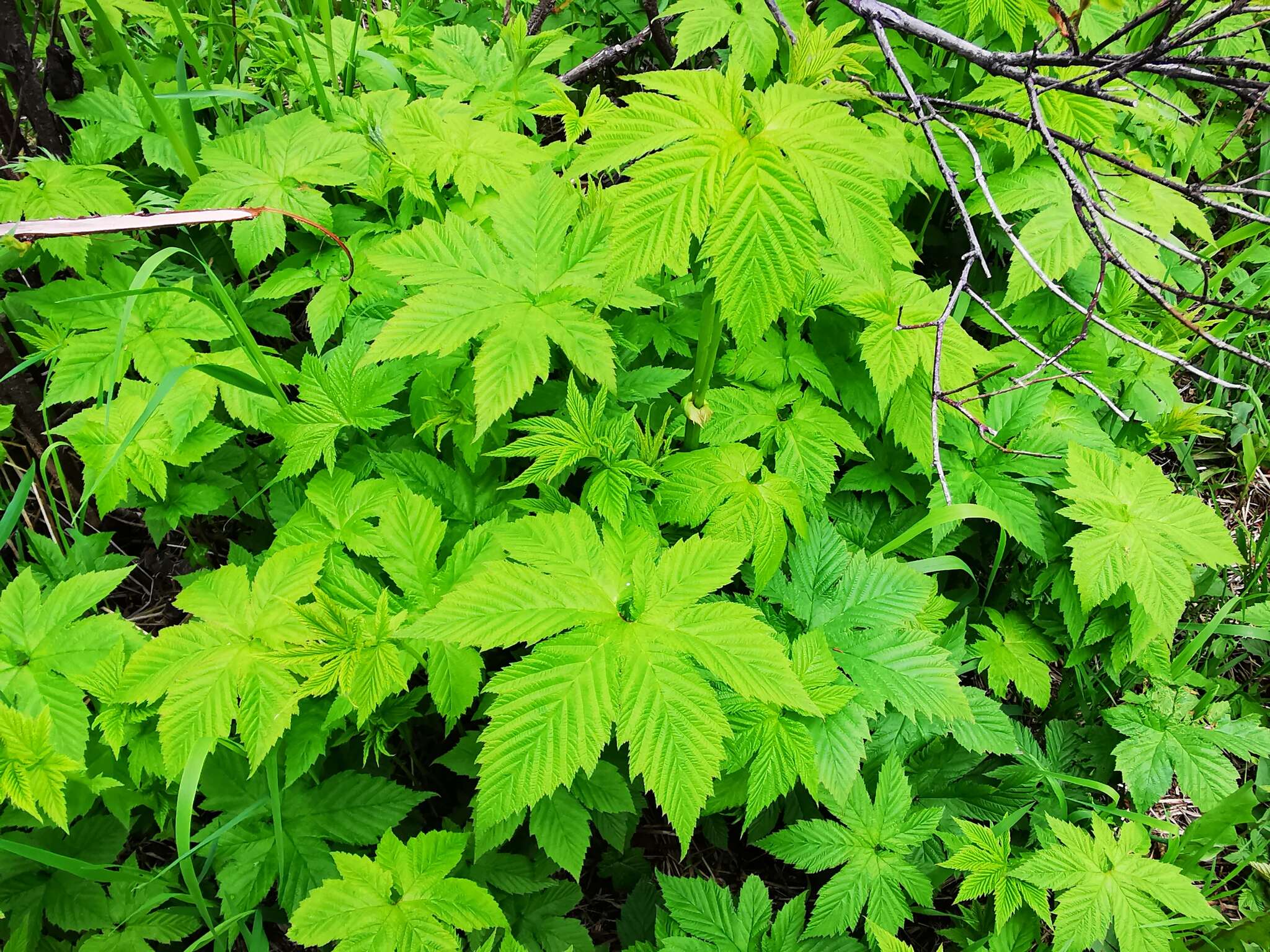 Plancia ëd Filipendula palmata (Pall.) Maxim.