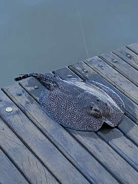 Image of Great freshwater stingray