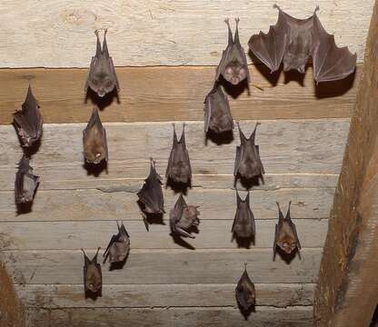 Image of Lesser Horseshoe Bat