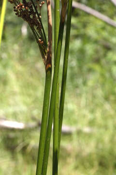 Слика од Juncus continuus L. A. S. Johnson