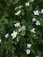 Ranunculus aconitifolius L. resmi