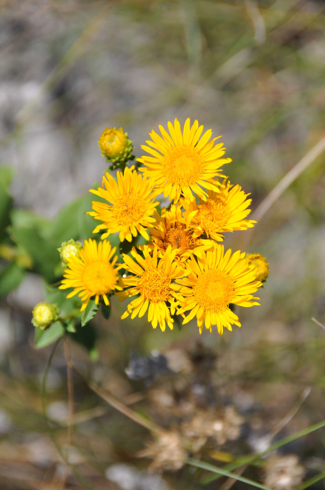 Image of hoary ragwort