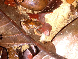 Image of Bassler's humming frog