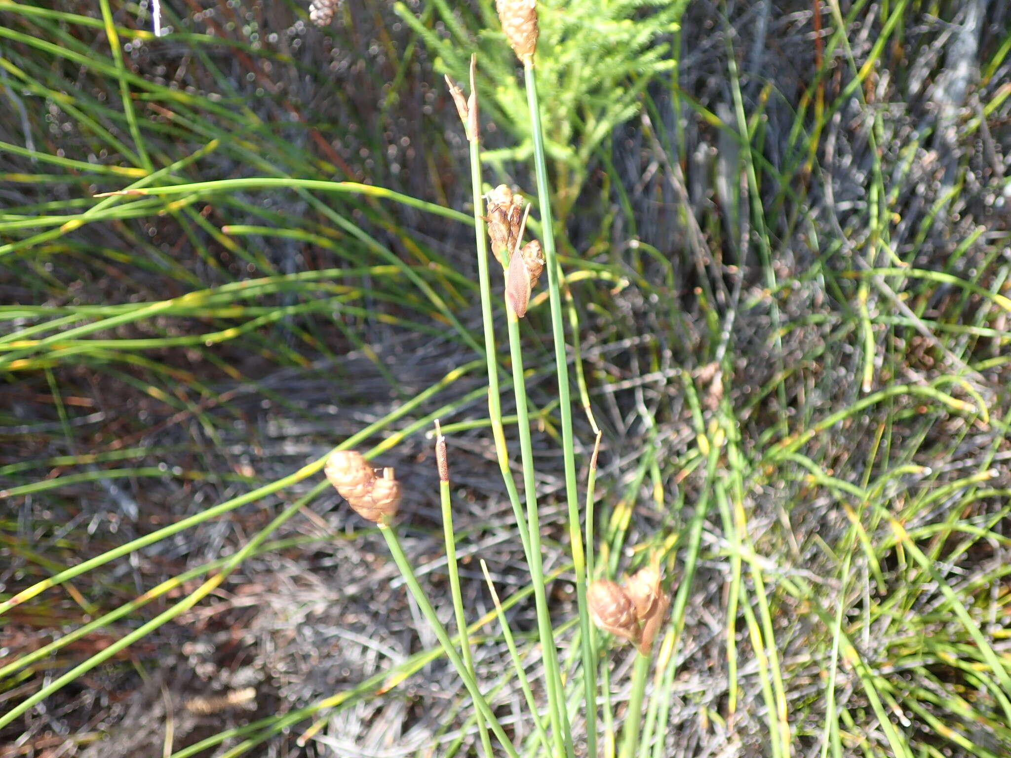 Nevillea obtusissimus (Steud.) H. P. Linder的圖片