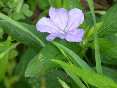 Imagem de Ruellia caroliniensis (J. F. Gmel.) Steud.