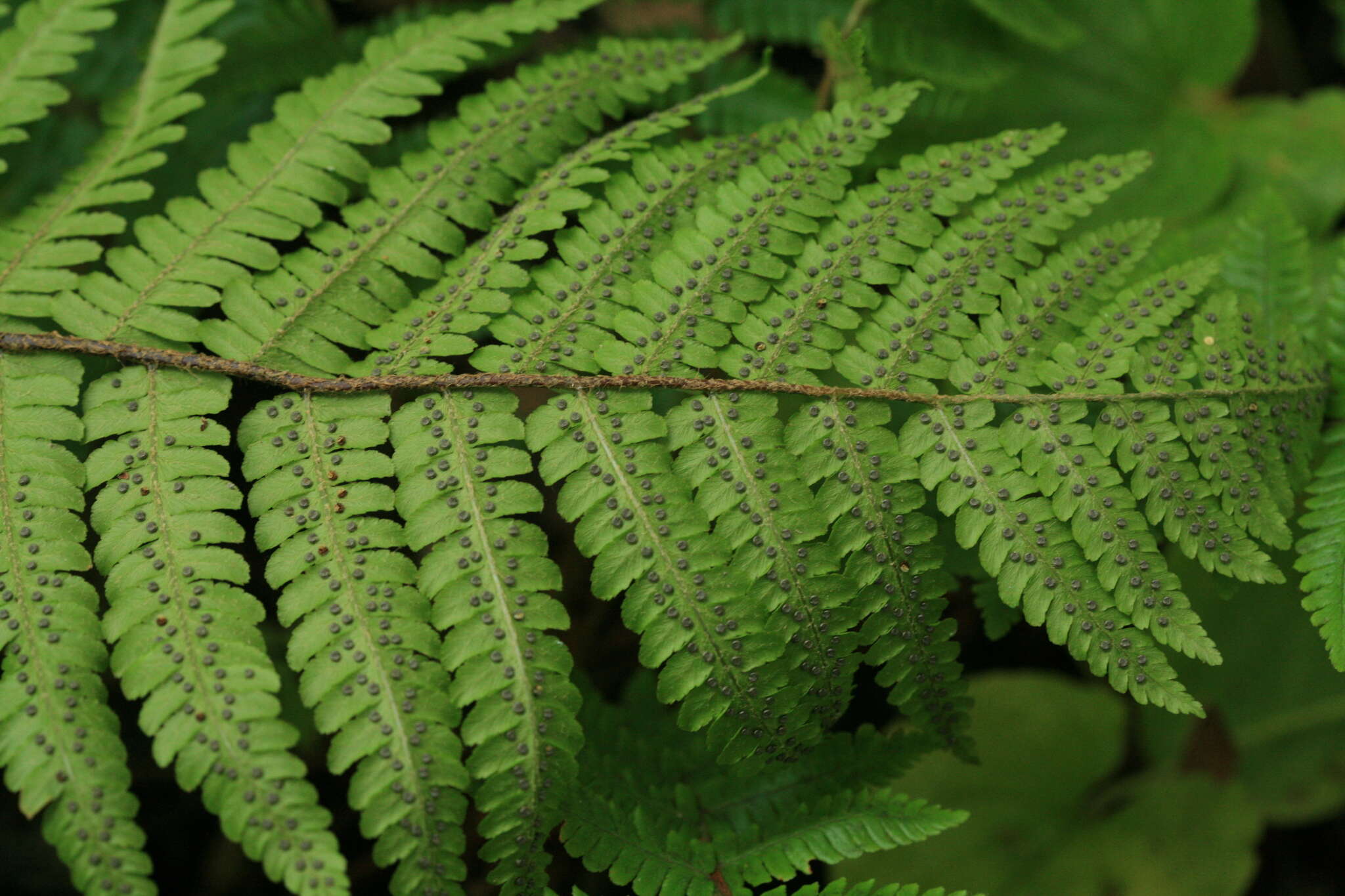 Image of Dryopteris crassirhizoma Nakai