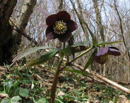 Image of Helleborus dumetorum subsp. atrorubens (Waldst. & Kit.) Merxm. & Podl.