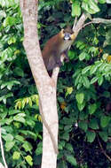 Image of Cercopithecus cephus cephodes Pocock 1907