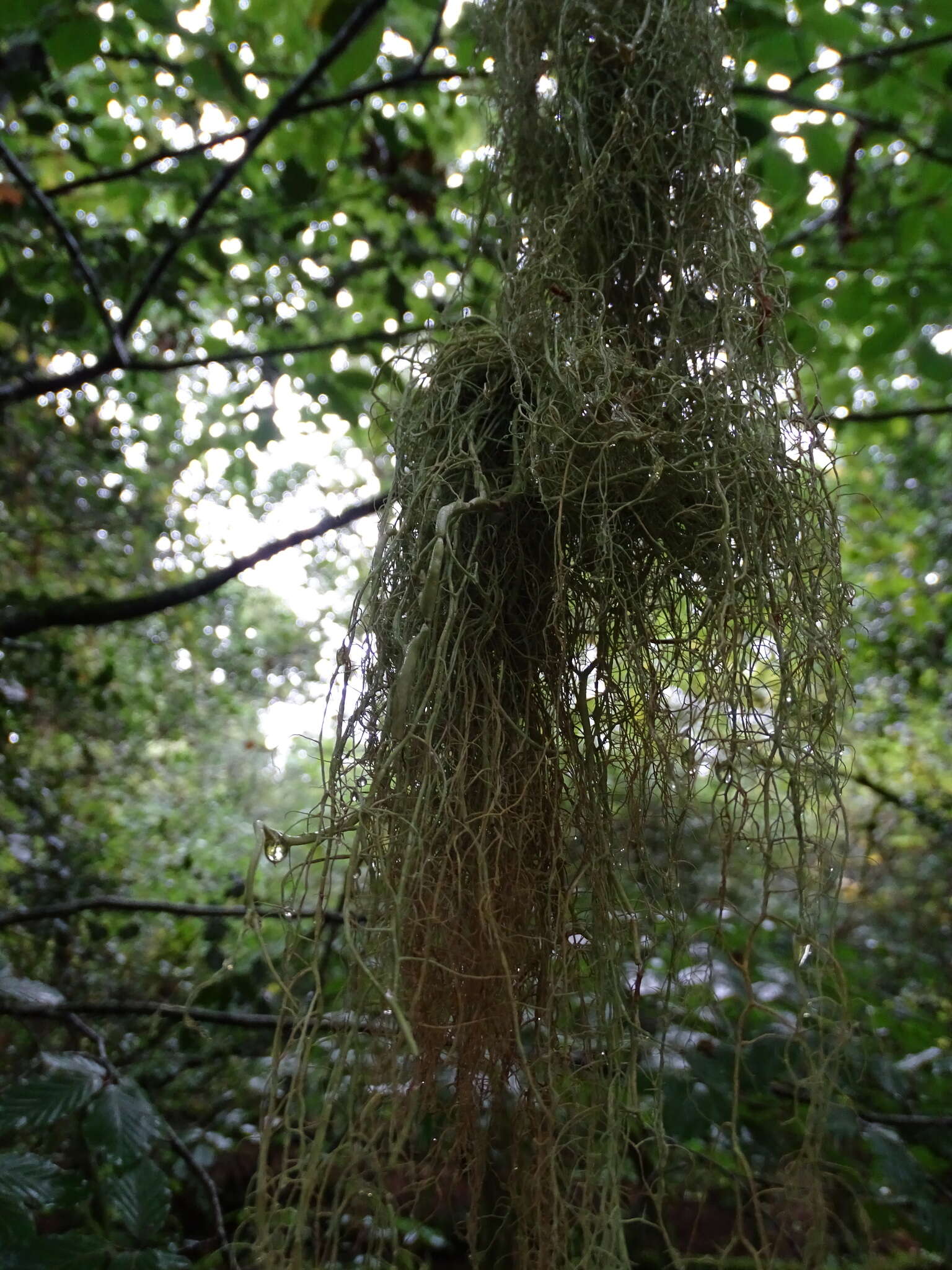 Image of string-of-sausages lichen