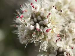 Image of San Nicolas Island buckwheat