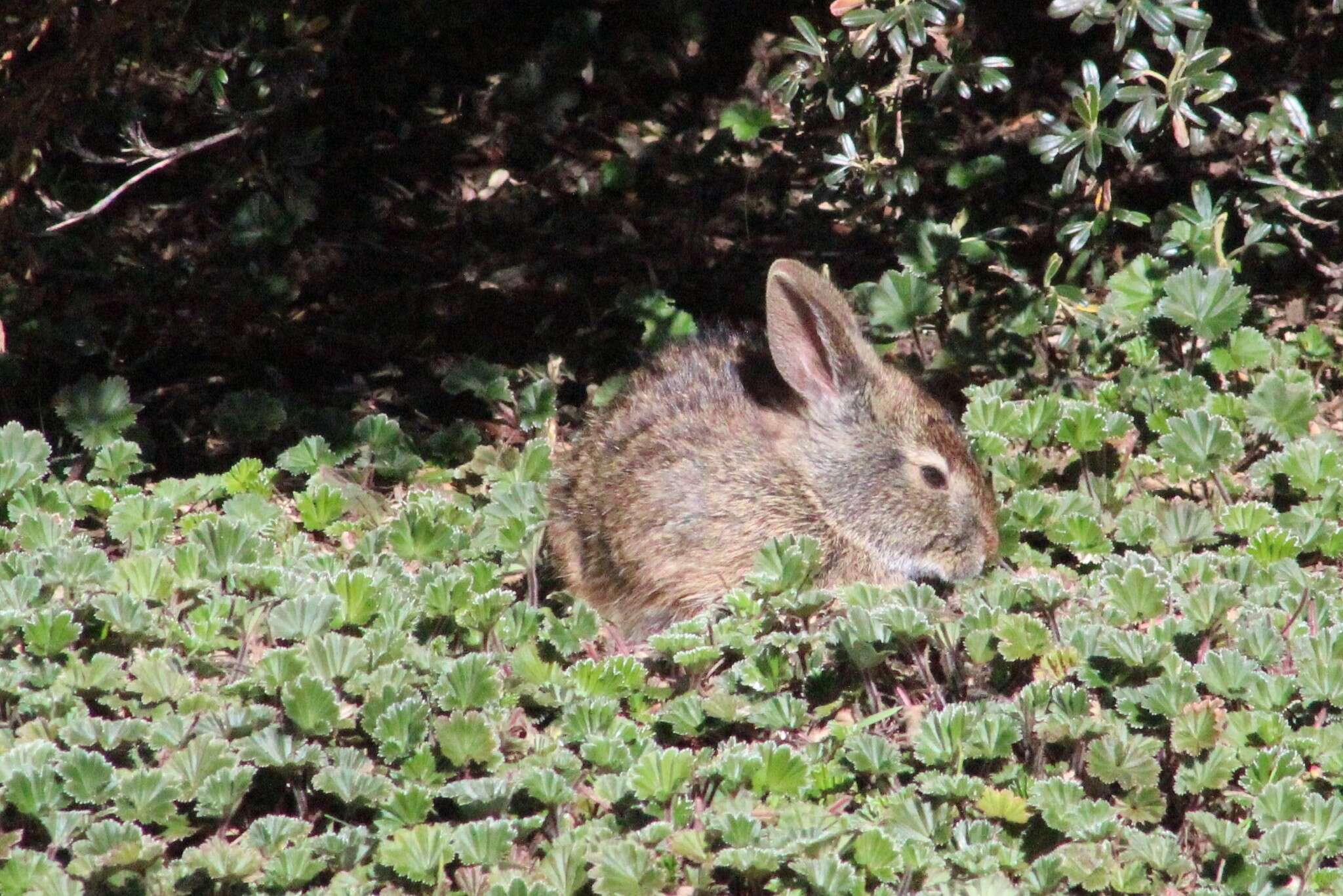 Image of Andean tapeti