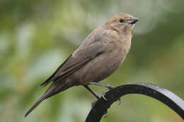 Image of Brown-headed Cowbird