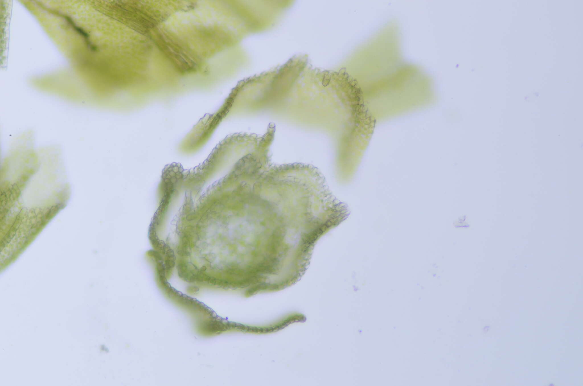 Image of pseudoleskea moss