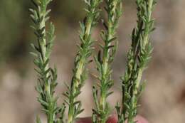 Image of pygmy sagebrush